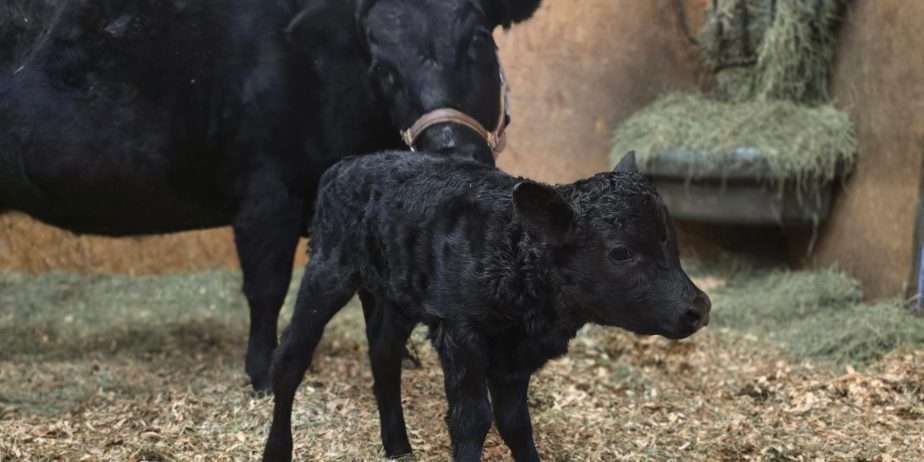 Indigo Ridge Scarloideach – “Scarlet”