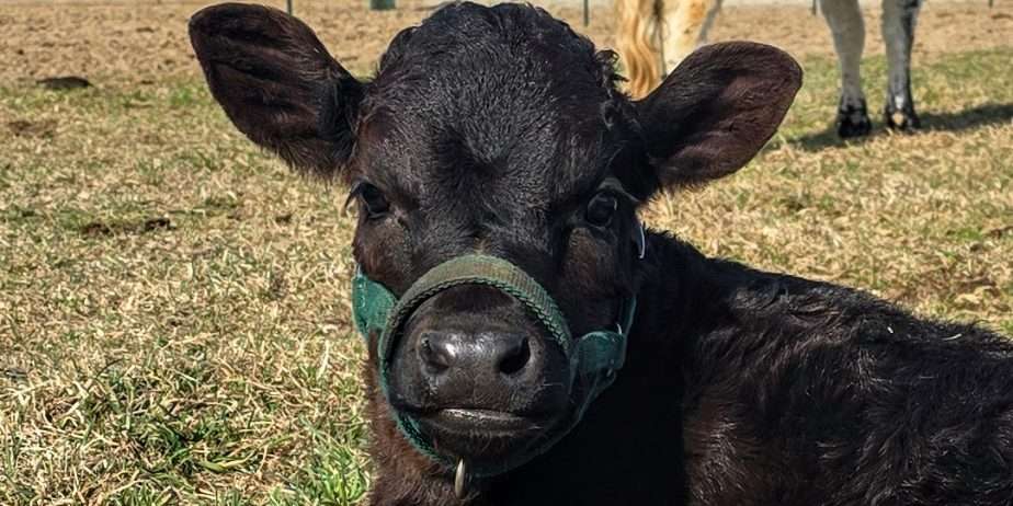 Indigo Ridge Scarloideach – “Scarlet”