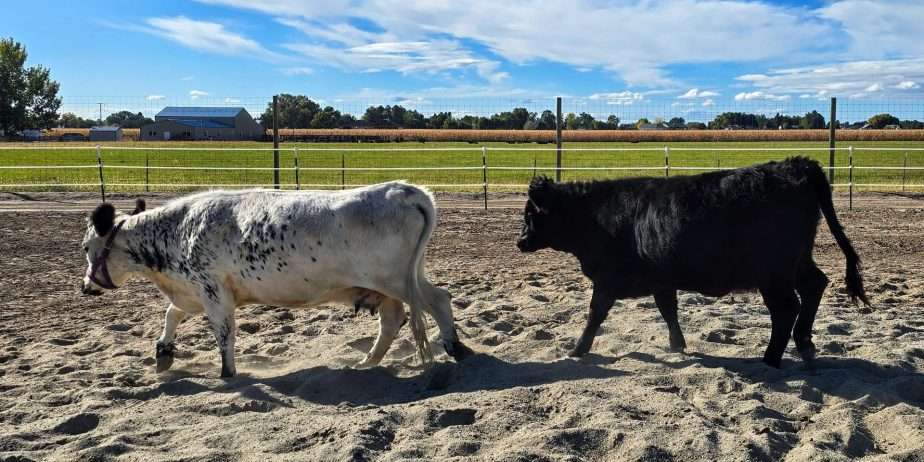 Indigo Ridge Scarloideach – “Scarlet”