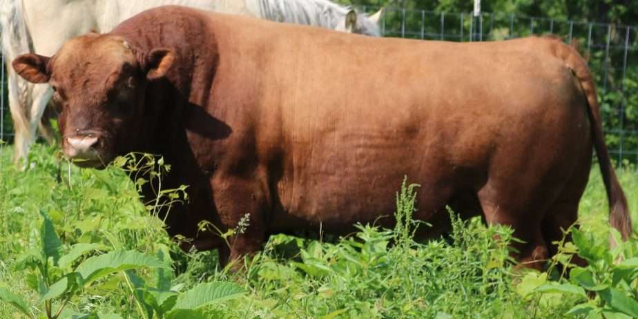 PRF LCIN Leo Semen Straws