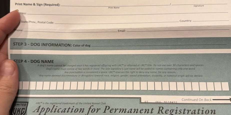 Registered female Akbash