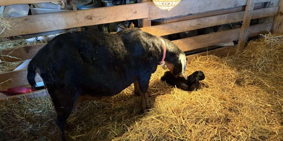 Disbudded Nubian buckling with registration paperwork