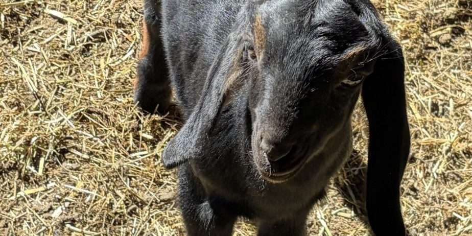 Disbudded Nubian buckling with registration paperwork
