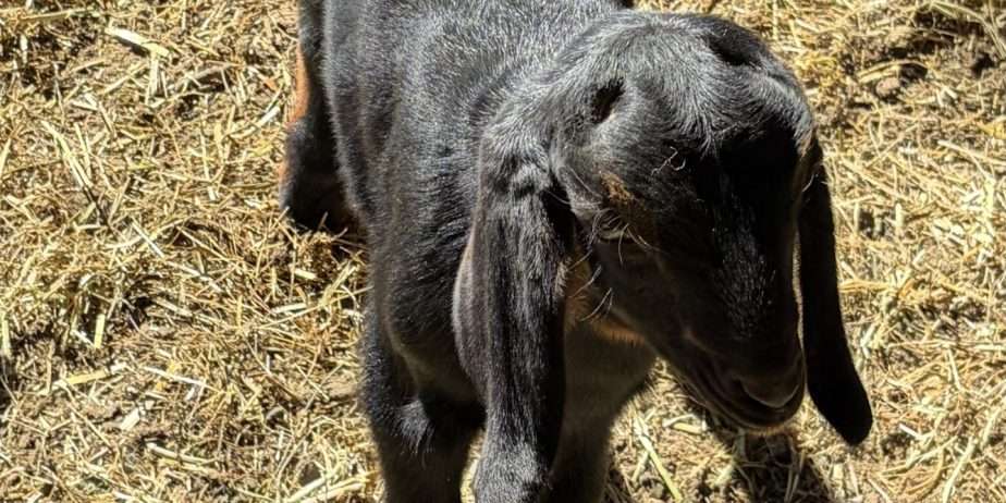 Disbudded Nubian buckling with registration paperwork