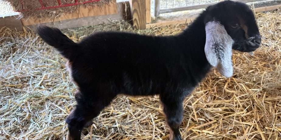 Polled Nubian buckling with registration paperwork
