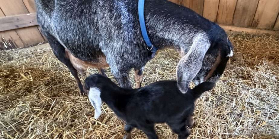 Polled Nubian buckling with registration paperwork