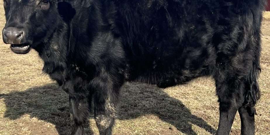 OurYellowstone ShyAnn