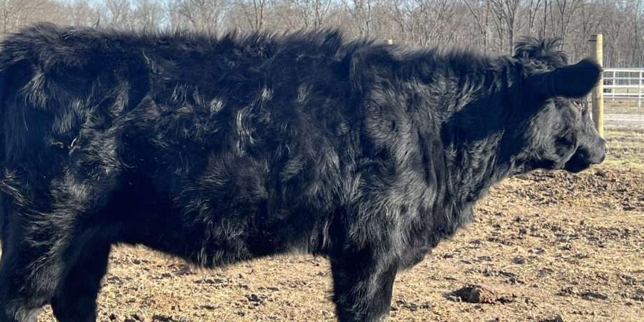 OurYellowstone ShyAnn