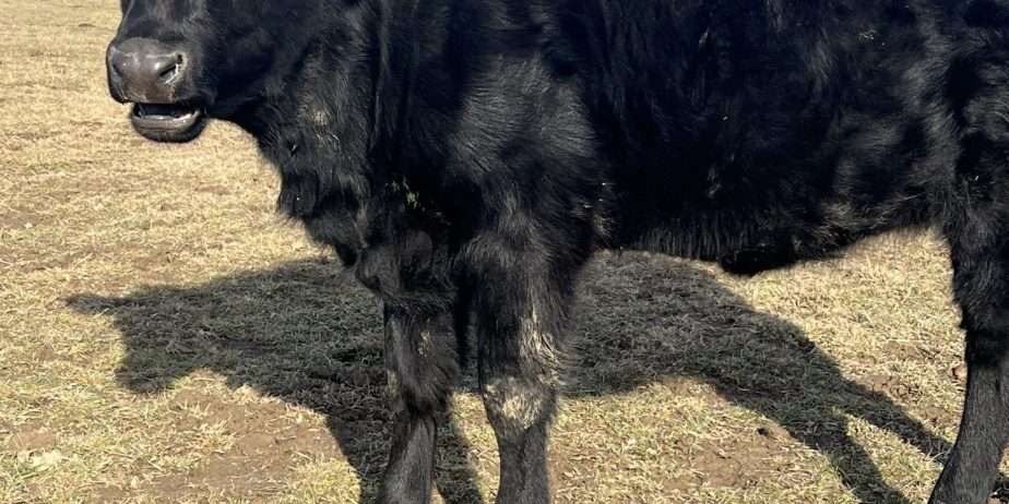 OurYellowstone ShyAnn