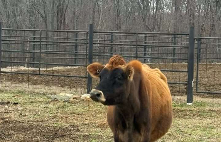 Registered Jersey Cow
