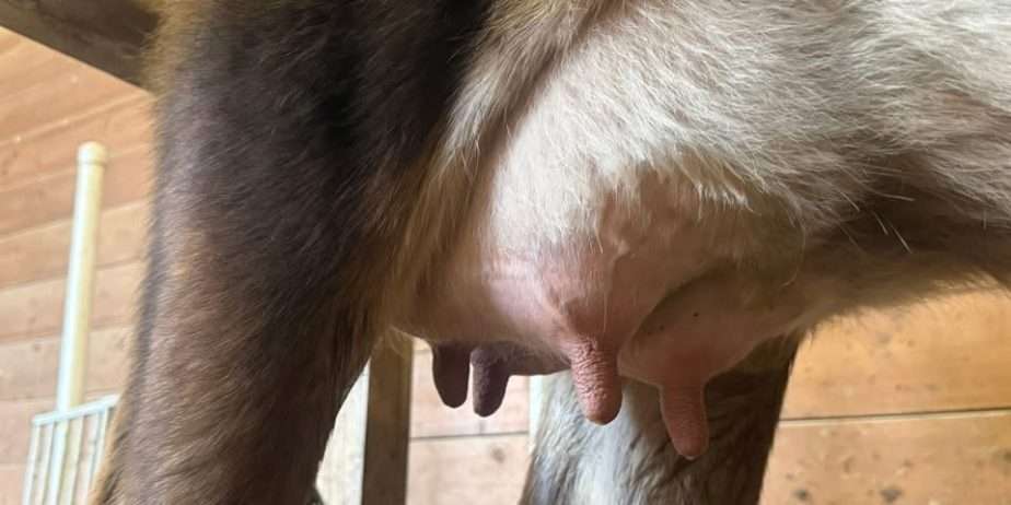 Registered Jersey Cow