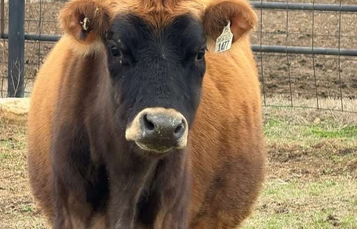Registered Jersey Cow