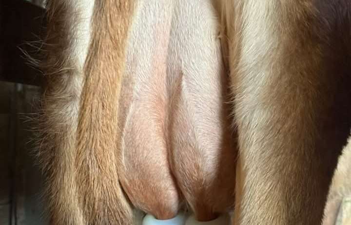 Registered Jersey Cow