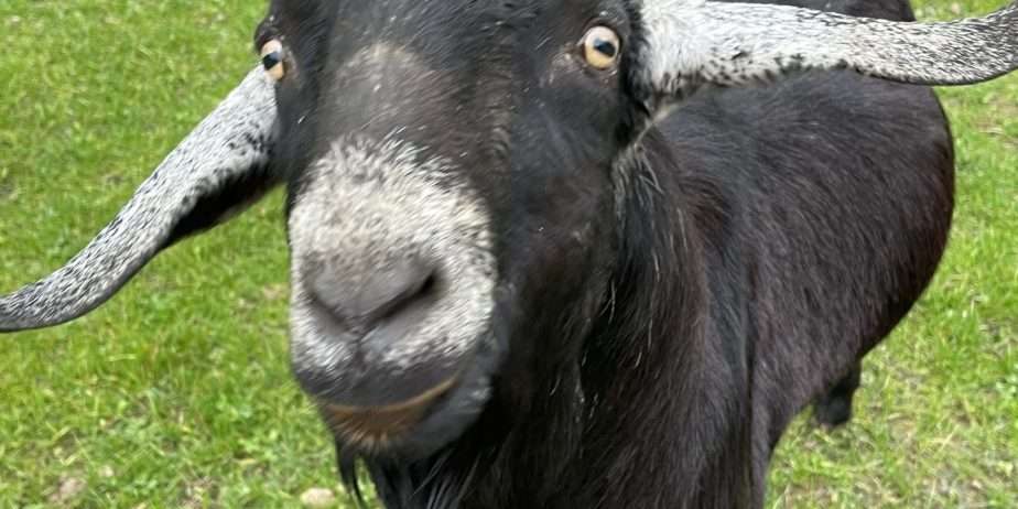 Registered Nubian Buck