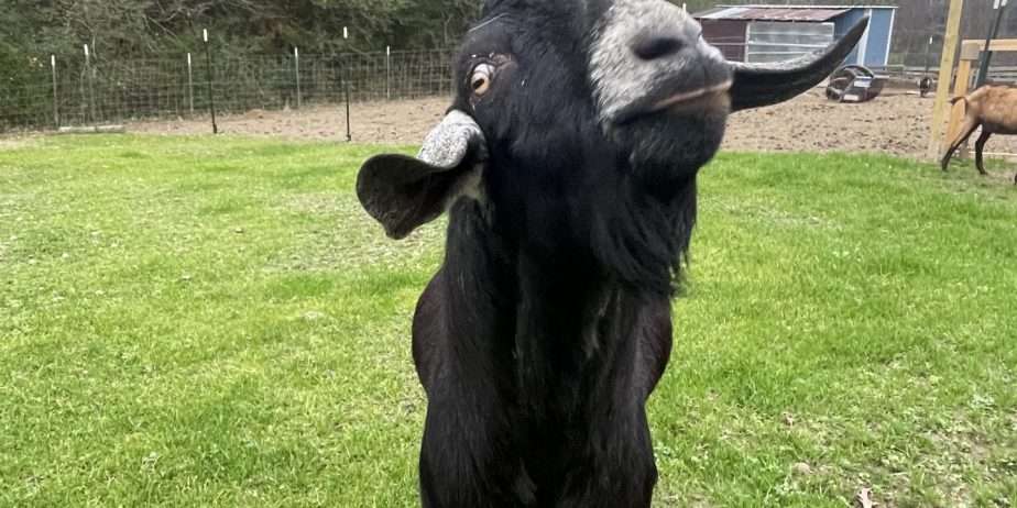 Registered Nubian Buck