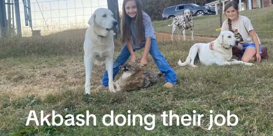 Registered female Akbash