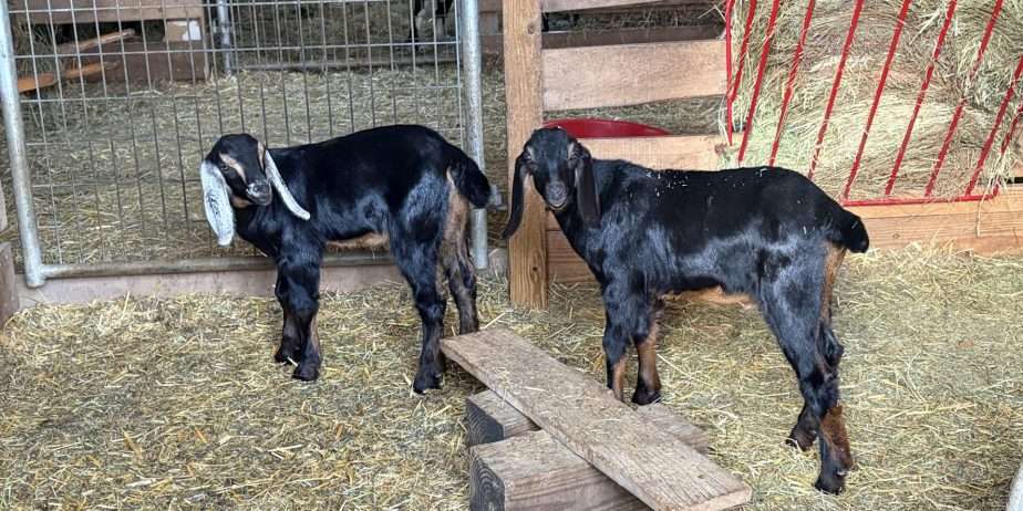 Disbudded Nubian buckling with registration paperwork