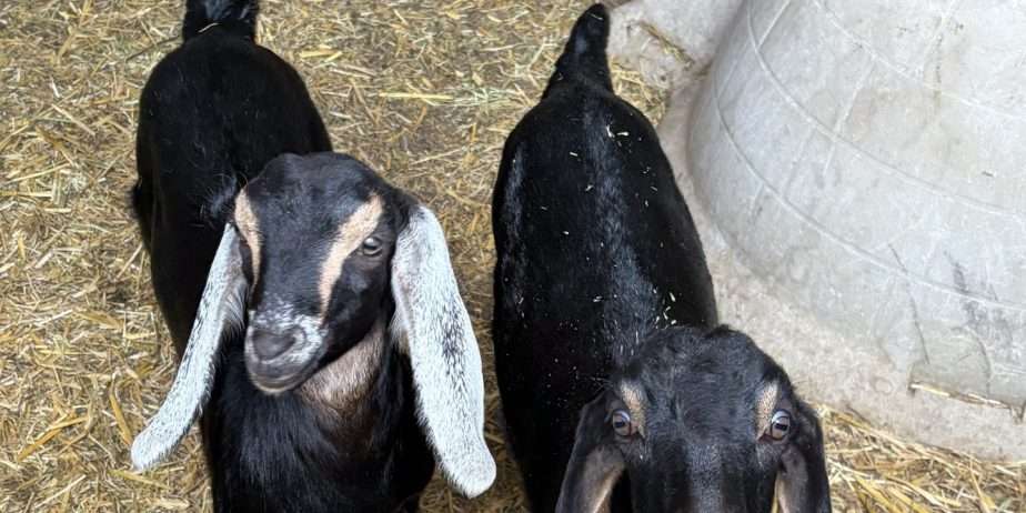 Polled Nubian buckling with registration paperwork