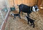 Two polled Nubian bucklings