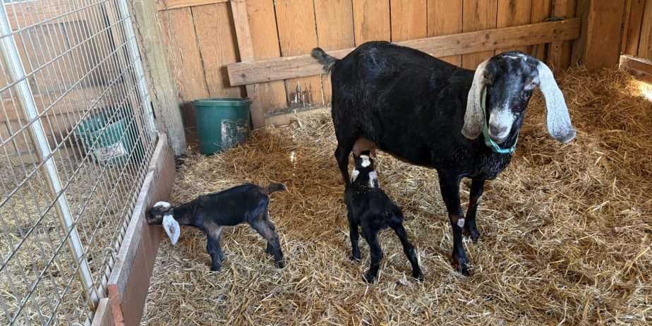 Two polled Nubian bucklings