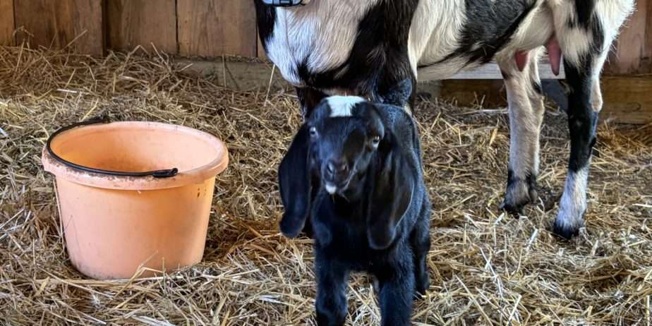 Possibly homozygous polled Nubian buckling