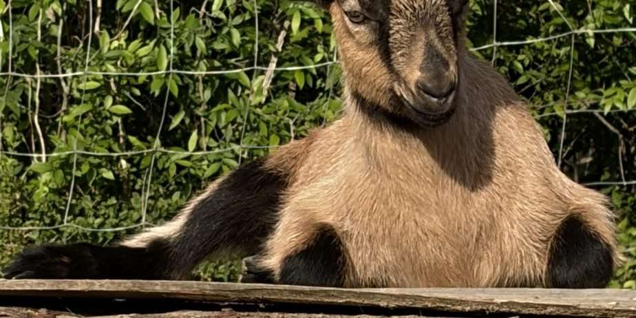Oberhasli bucklings