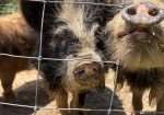 Kune Kune boar