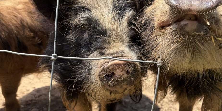 Kune Kune boar