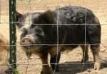 Kune Kune boar