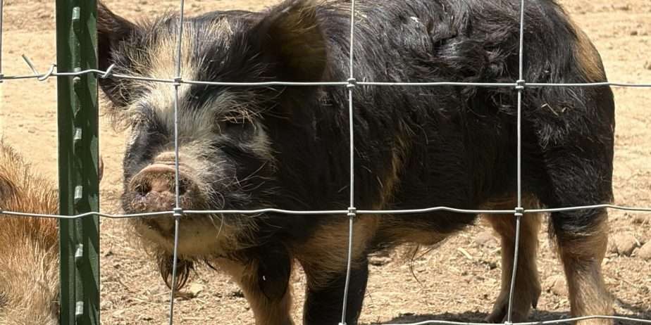 Kune Kune boar