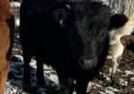 2 ADCA Heifers