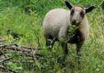 Registered Fawn Katmoget yearling ewe with lambs too