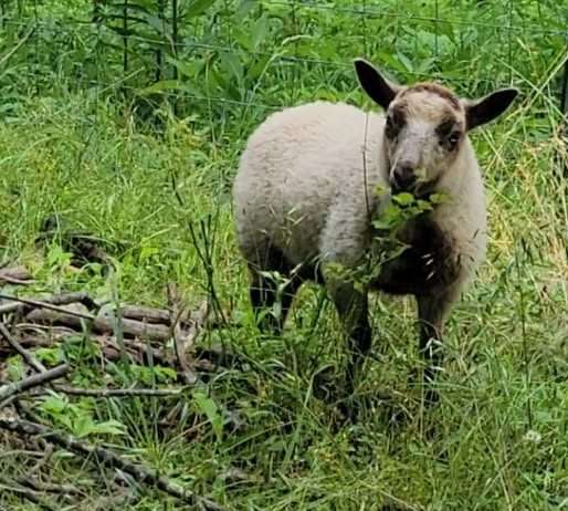 Registered Fawn Katmoget yearling ewe with lambs too