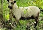 Registered Fawn Katmoget yearling ewe with lambs too
