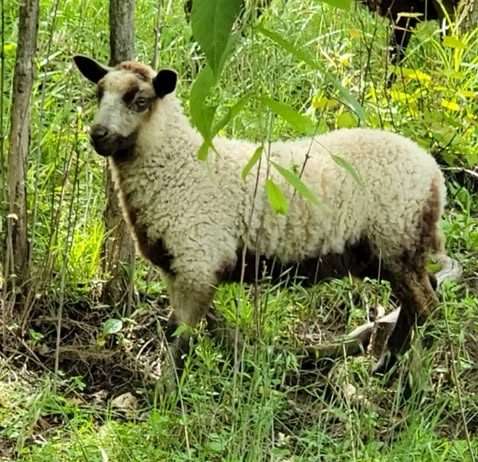 Registered Fawn Katmoget yearling ewe with lambs too