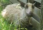 Registered Fawn Katmoget yearling ewe with lambs too