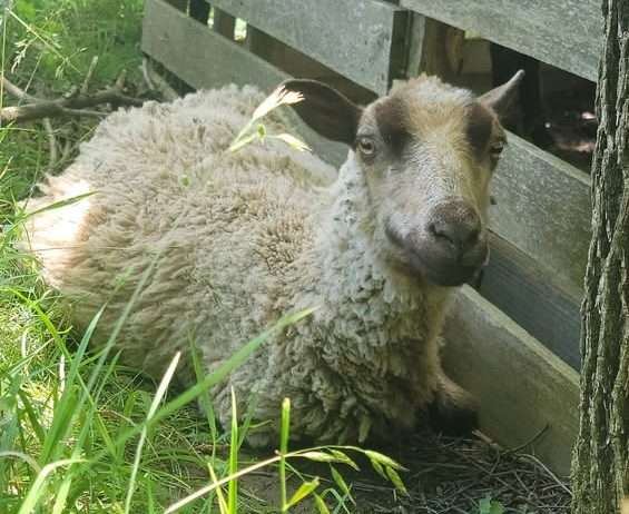 Registered Fawn Katmoget yearling ewe with lambs too