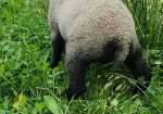 Registered Fawn Katmoget yearling ewe with lambs too