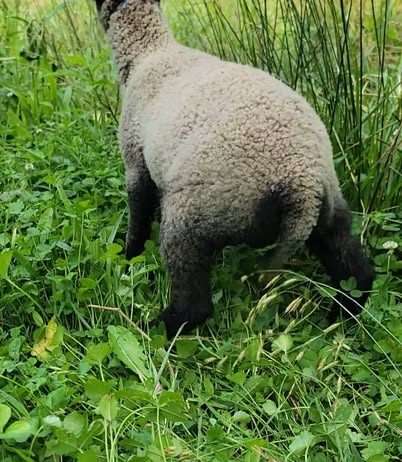 Registered Fawn Katmoget yearling ewe with lambs too