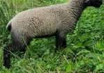 Registered Fawn Katmoget yearling ewe with lambs too