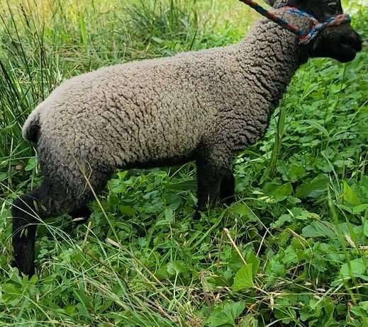 Registered Fawn Katmoget yearling ewe with lambs too