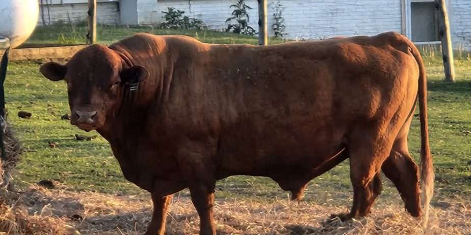 Conness’s Donovan – AI Straws