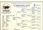 Grandma’s Dorna Lannister – Dun Bred Cow to Timberview Little Joe