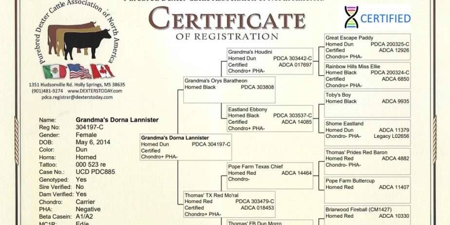 Grandma’s Dorna Lannister – Dun Bred Cow to Timberview Little Joe