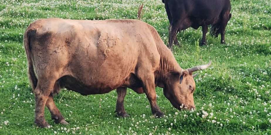 Grandma’s Dorna Lannister – Dun Bred Cow to Timberview Little Joe
