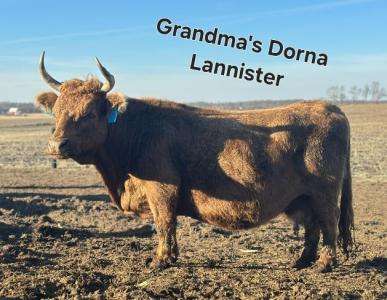 Grandma’s Dorna Lannister – Dun Bred Cow to Timberview Little Joe