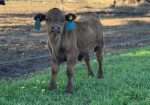Grandma’s Ruth Reyne & Grandma’s Naomi – Cow (Dehorned) Heifer (Horned) Calf Pair