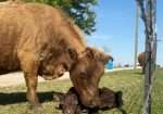 Grandma’s Ruth Reyne & Grandma’s Naomi – Cow (Dehorned) Heifer (Horned) Calf Pair