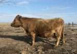 Grandma’s Ruth Reyne & Grandma’s Naomi – Cow (Dehorned) Heifer (Horned) Calf Pair