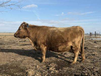 Grandma’s Ruth Reyne & Grandma’s Naomi – Cow (Dehorned) Heifer (Horned) Calf Pair